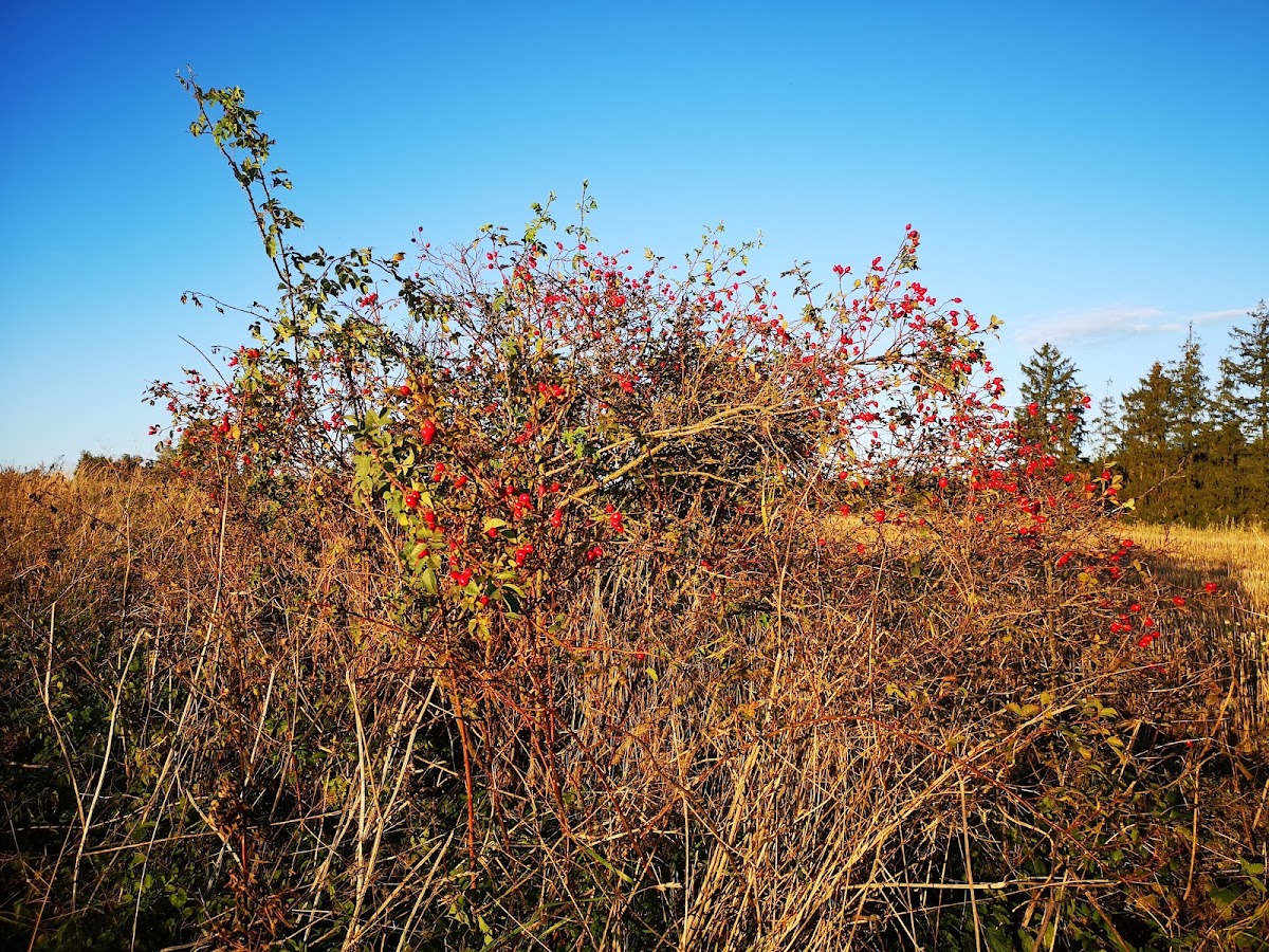 Jihlava, Krajský školský koordinátor prevence - foto 3