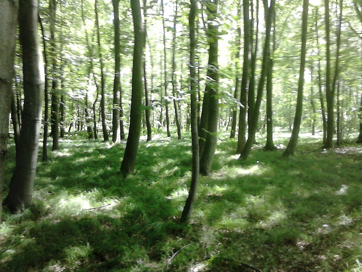 Nová možnost, z. ú. - foto 4