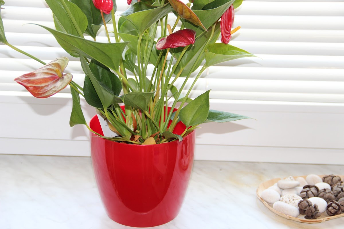 Olomouc, Adiktologická ambulance prevence a léčby závislostí - foto 5