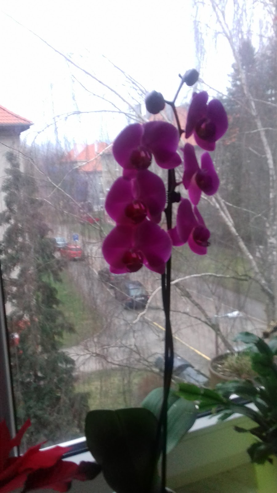 Rokycany, Místní protidrogový koordinátor - foto 9