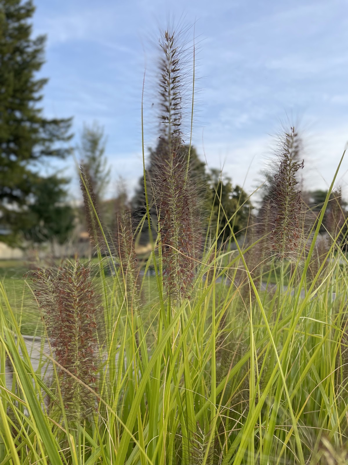 Vyškov, Místní protidrogový koordinátor - foto 3